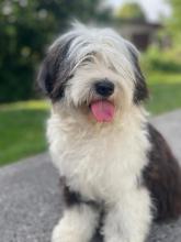 Grace sucht ein neues Zuhause