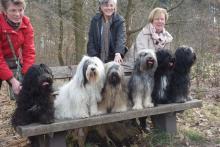 Tibet Terrier beim Hundespaziergang in Frankfurt