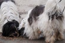 Tibet Terrier auf Spurensuche in Frankfurt-Goldstein