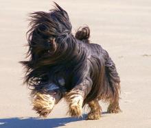 Tibet Terrier Njima Fu Njano