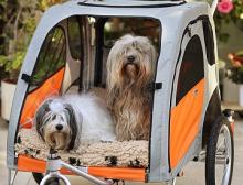 Tibet Terrier Kea vom Ihlerausch und Atischa vom Vobbenberg