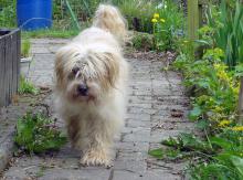 Tibet Terrier Hündin 17 Jahre Tung Huang Indrajatra