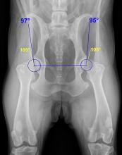 Hüftdisplasie Röntgenbild 2