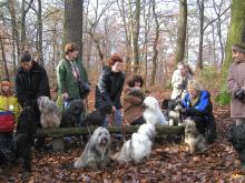 Hundespaziergang Waldweg