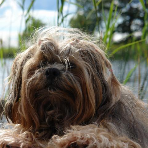 Lhasa Apso Rüde am See 