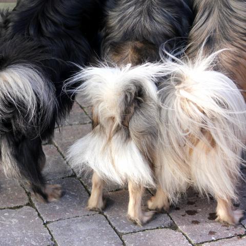 Tibet Spaniel Hinterteile mit guter Befederung