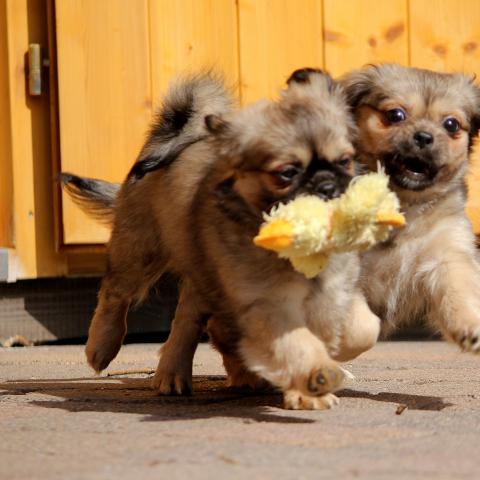 Tibet Spaniel Welpen spielen zusammen