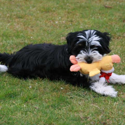 Tibet Terrier Hündin 9 Wochen mit Spielzeug