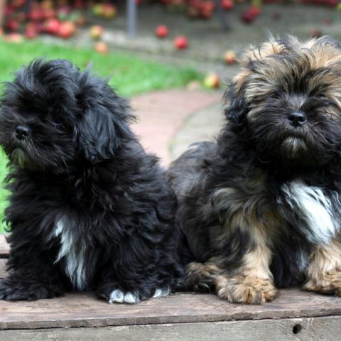 Lhasa Apso Welpen schwarz und zobel mit weißen Abzeichen