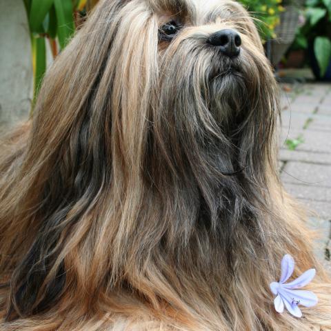 Lhasa Apso Rüde zobel im Garten