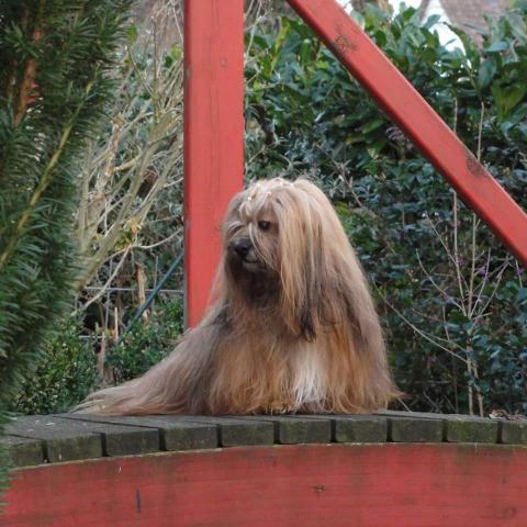 Lhasa Apso Hündin träumt vor sich hin...