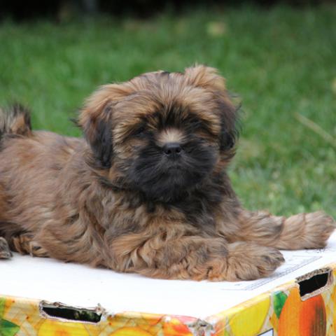 Lhasa Apso Welpe - Hündin zobel