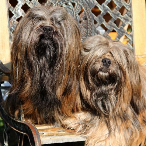 Lhasa Apso sonnen sich auf einer Bank