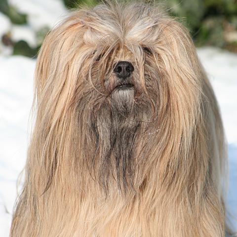 Lhasa Apso im Schnee