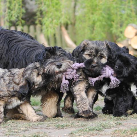 Tibet Terrier Welpen spielen Tauziehen mit der Mutter