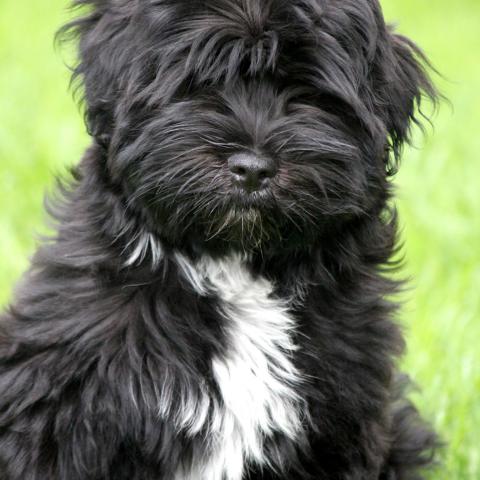 Tibet Terrier Welpe schwarz mit weißen Abzeichen