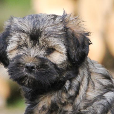 Tibet Terrier Welpe zobelfarbig