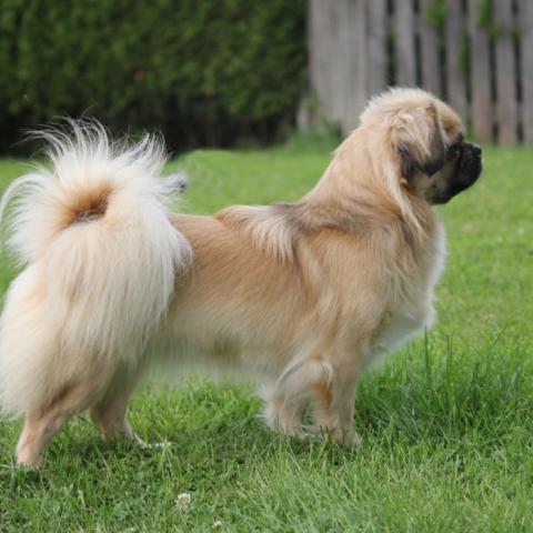 Tibet Spaniel stellt sich in Pose im Garten