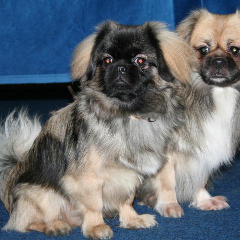 Tibet Spaniel Päärchen 