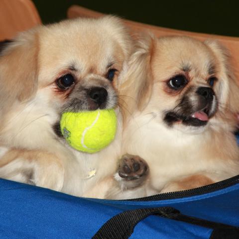 Tibi Welpen spielen Tennis