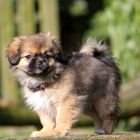 Tibet Spaniel Welpe erkundet die Welt