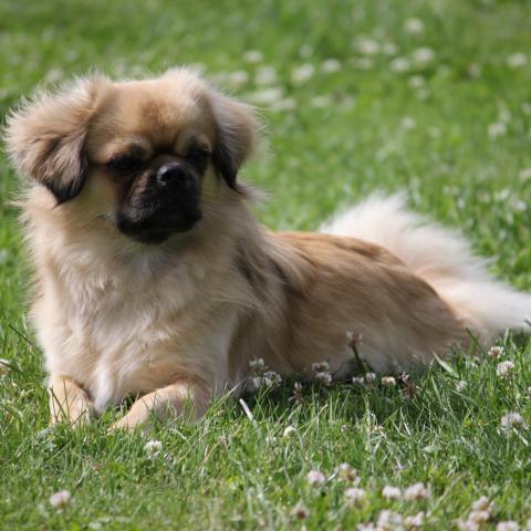 Tibet Spaniel Junghündin