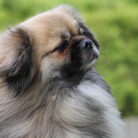 Tibet Spaniel Profil