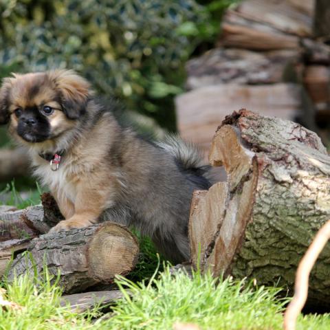 Tibet Spaniel Welpe untersucht seine Welt