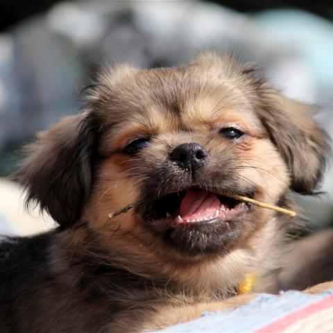 Tibet Spaniel Welpe kaut sein Stöckchen