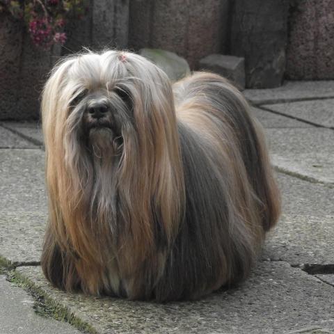 Lhasa Apso Hündin in ihrer ganzen Schönheit