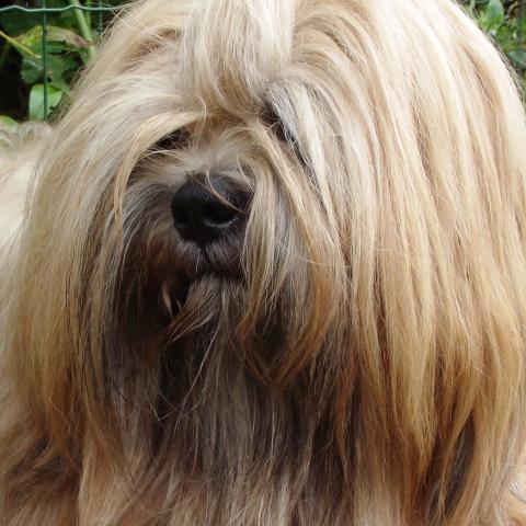 Lhasa Apso Rüde goldfarben