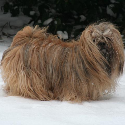 Lhasa Apso Hündin 4-jährig im Schnee