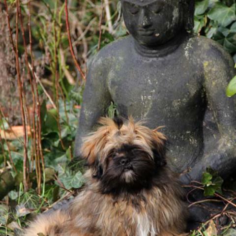 Lhasa Apso Welpe in den Armen Buddhas:-)