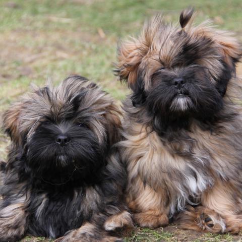 Lhasa Apso Welpen spielen im Garten