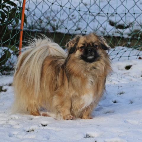 Tibet Spaniel nm winterlicher Haapracht