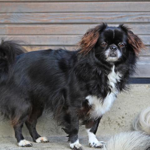 Tibet Spaniel Hündin 