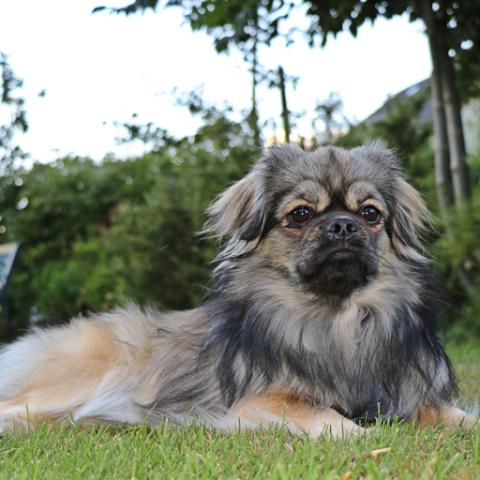 Tibet Spaniel Rüde