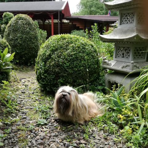 Lhasa Apso bewacht seinen Tempel