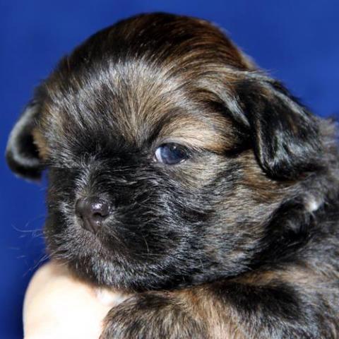 Lhasa Apso Baby 12 Tage alt