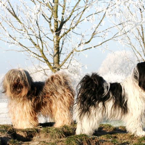 Tibet Terrier in gold und weiß-schwarz 