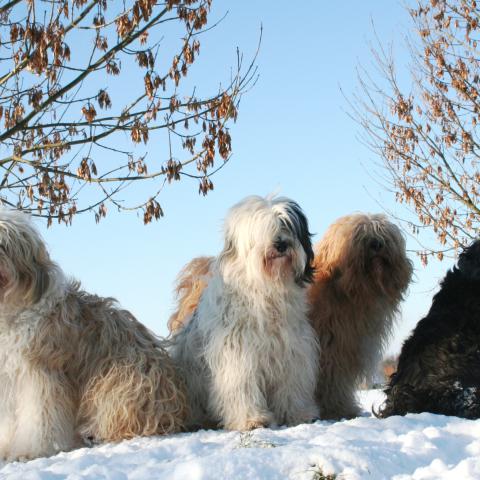 Tibet Terrier genießen das Winterwetter