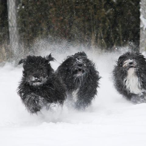 Tibet Terrier Trio tobt im Neuschnee