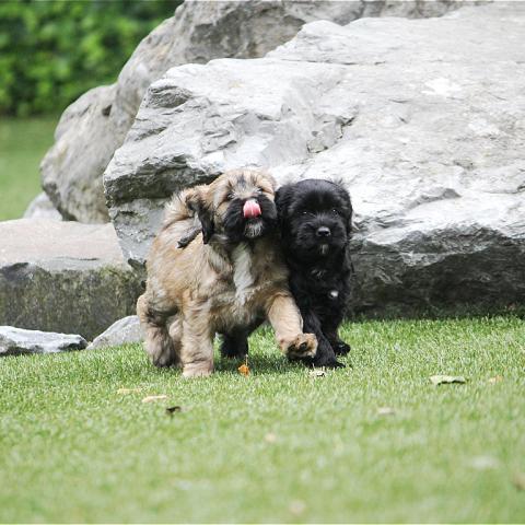 Tibet Terrier Welpen erobern die Welt