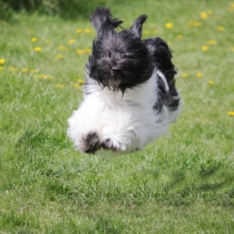 Tibet Terrier fliegt über die Wiese