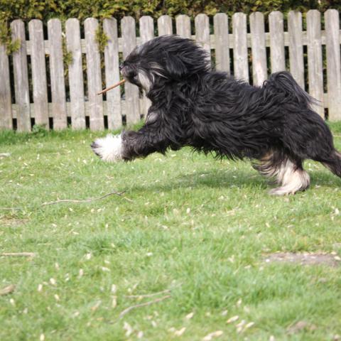 Tibet Terrier spielt mit Stöckchen