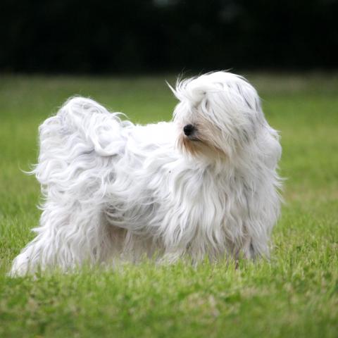 Tibet Terrier ganz in weiß