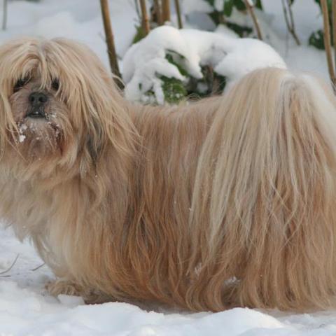 Lhasa Apso im Winter