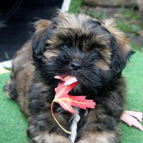 Lhasa Apso Baby mit Herbstlaub