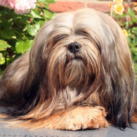 Lhasa Apso Kopfbild