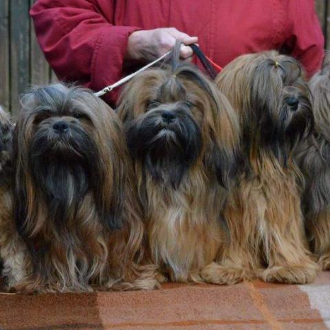 Lhasa Apso Gruppe zobelfarben